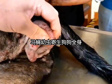 马蝇幼虫寄生狗狗全身 #动物救助 #动物 #解压视频 #解压 #动物科普