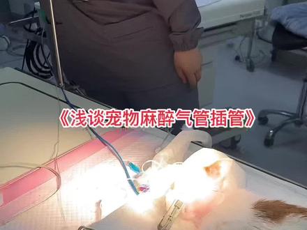 《浅谈宠物麻醉气管插管》#宠物麻醉