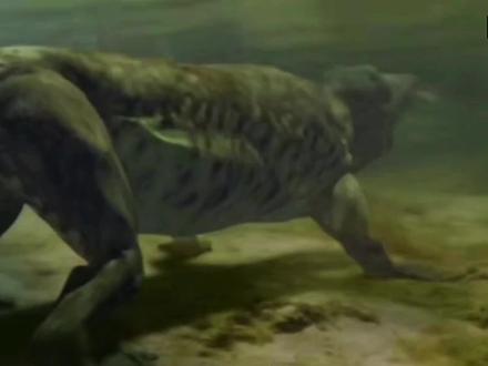 史前掠食者游走鲸,鲸鱼的祖先,是如何完成从陆地到海洋进化的?