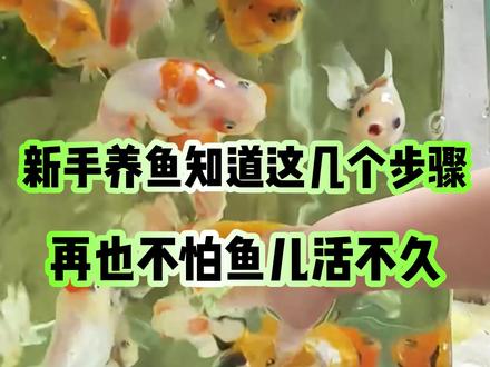 新手养鱼知道这几个步骤,再也不怕鱼儿养不久了#新手养鱼#观赏鱼#养鱼养心#养鱼知识分享#济福鱼蟲清