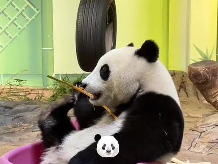 妹珠太聪明了~ 我们妹珠不愧机灵猪!哈哈哈把香香姐给驯化啦!太厉害了猪#爱护大熊猫人人有责 #治愈系 #可爱 #来这吸熊猫 #大熊猫 @智元AGIBOT #智元机器人奇妙夜模仿大赛