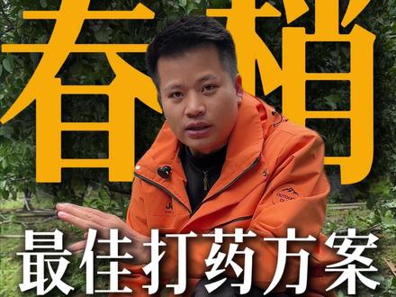 春梢最佳打药时间 #柑橘种植 #果园管理 #春梢萌发