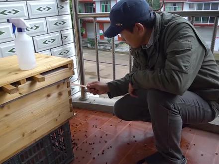 秋冬缺蜜季节,遇到意蜂盗中蜂怎么办?一招轻松解决 #农村 #养蜂 #中蜂 #盗蜂 #蜜蜂