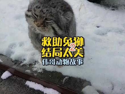 寒冷的冬季,俄罗斯男子伊凡救助的兔狲又回来了?结局令人感动...#迷惑行为大赏 #爱它行动季 #萌宠
