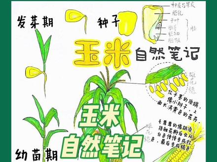自然笔记~玉米。
做自然笔记,并不等同于写生。远远眺望和旁观是不够的。并且,还要准备好去接触和接受大自然中一切看上去或可爱或可憎的事物,如蜘蛛、毛茸茸的毛毛虫等等。#自然笔记#自然笔记的手抄报 #玉米自然笔记 @抖音青少年百科 @抖音青少年