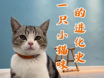 一只小猫咪叨乐的进化史#萌宠出道计划 #猫咪 #神奇动物在抖音 #喵星人