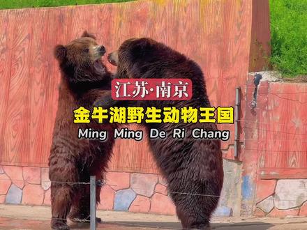 南京金牛湖野生动物王国 自驾区和步行区该怎么玩?游玩攻略来咯,各地游玩攻略,动物园推荐#抖音搜索流量来了 #五一去哪儿 #心动五一 #野生动物园 #亲子游