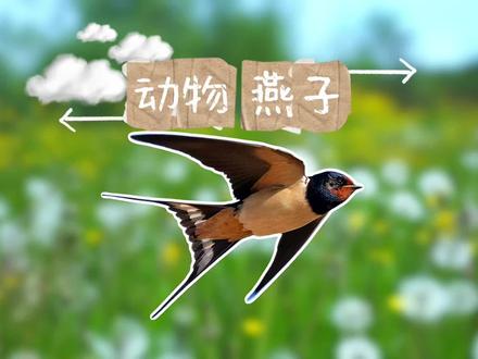 你有真正了解过燕子吗?#动物世界 #动物科普