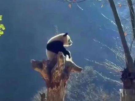 山海经记载:涿鹿之战蚩尤完败,苗人退居云南,华夏族在中原崛起。当时蚩尤的坐骑为熊猫,黄帝炎帝的坐骑分别为应龙和麒麟,高下立判,蚩尤轻信熊猫追悔莫及!
