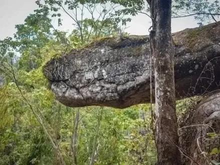 这是泰国的纳卡洞穴,里面有一部分看起来很奇特,像一条蟒蛇,而带有鳞片纹理的巨大岩石看起来好像是蛇的盘绕身体。
但是我宁可相信它是一个巨蛇化石,也不相信所谓的科学解释。#你是凭实力刷到的 #持续关注持续精彩