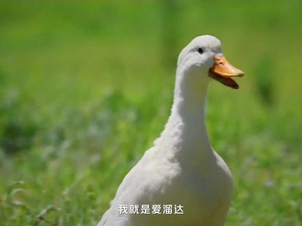 如果能活的像这个鸭子一样,也算是人生巅峰了#看一遍笑一遍 #创意广告 #搞笑 #拯救不开心 #美团外卖
