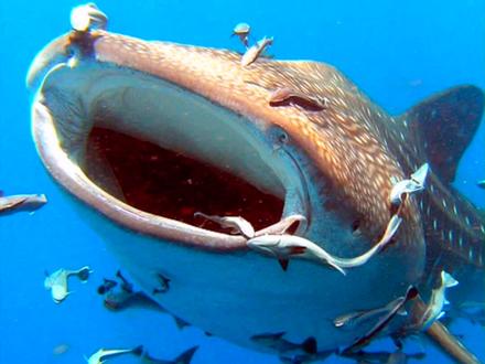 鲸鲨是属于鲸鲨科鲸鲨属的鲨鱼,体长可达20米,约30吨重,它是滤食动物,以浮游生物、藻类、磷虾、小鱼为食。@西瓜视频 #上西瓜看知识