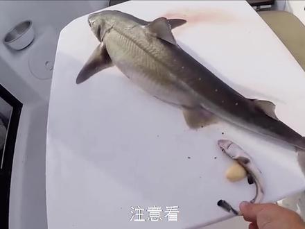 鲨鱼怀孕像“养蛊”,小鲨鱼在母体内,就会互相残杀! #奇闻 #猎奇 #动物科普 #鲨鱼