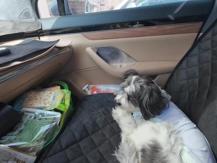 非常期待的沙漠公路穿越终于来啦~
为了亲眼目睹塔克拉玛干,特地从阿克苏走到和田,这中间就可以走一趟G580阿和公路啦!
🧭第三十一站: 阿克苏 — G580阿和公路 — 和田
🏠住宿: 【和光同程酒店】,无清洁费,无充电桩,非常干净得酒店,房间也很大,好有一个小院子(虽然和田一整个大沙尘暴压根没出去过😰),出门就是一个超大的草坪,对面就是玉龙喀什河,传说中那条能淘到和田玉的河~
🚶🏻♀️攻略:
阿和公路是三条沙漠公路中的一条,大约是300公里无补给(汽油)
如果是电车的话,大约是不到500公里,阿拉尔可以充电,然后要一直开到和田市才能充电,就算地图显示有充电桩也是没有的,帮大家找过了😂
我的想象很美好,带小狗在沙漠狂奔,玩沙子~
现实很骨感,一个是真的有沙堆的地方很少,周边是大量的草方格等等治沙工程,再远一些也是全程有围栏,是过不去沙漠的~
另外就是我们去的那天,巨大的太阳,气温一直显示40度,一脚下去沙子起码7、80度有的,小狗压根站不住,烫死~
不过不管怎么样,我们也是踩过塔克拉玛干沙子得小狗啦!(在胡杨树阴下😆)
走过这条路,真的要感慨祖国的治沙工程是多么的伟大和强大!
塔克拉玛干的沙子好细,风一吹就扬起来,路上车经过都是沙子,难怪是流动的沙漠
边上不少草方格已经被沙子吞噬,但是还有大量的草方格和胡杨树坚挺在沙漠中
甚至还看到好几次baby龙卷风,但是一遇到草方格或者胡杨树就消散了
身在其中真的能感受到,大自然的强大和无情,好有人为努力治沙的累累硕果🤙🤙🤙
另外,重要的事情说三遍~
不要乱丢垃圾❗不要乱丢垃圾❗不要乱丢垃圾❗
沙漠边上全是各种各样的垃圾,都是臭的!
路边的警示牌也是,不要丢垃圾,沙漠在哭泣(*꒦ິ⌓꒦ີ)
保护好自然环境吧,小狗都不会乱扔垃圾呢🤬
#带着狗狗去旅行 #带着小狗去新疆 #狗生是旷野 #我和我的小狗 #G580