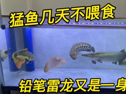 猛鱼才5天没喂食,直接把鱼缸灯管都拆了,它们是如何做到的#观赏鱼 #猛鱼 #巨股蛇鱼#铅笔雷龙 #黑鱼
