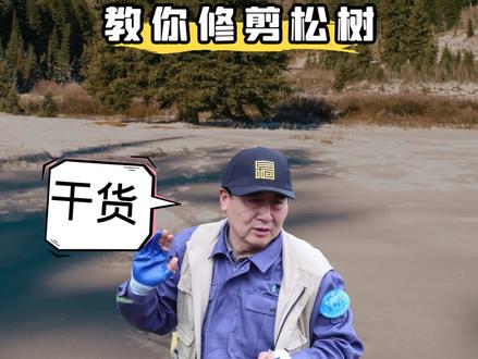 跟清华大学李树华教授 学习如何修剪松树#黑松 #松树
