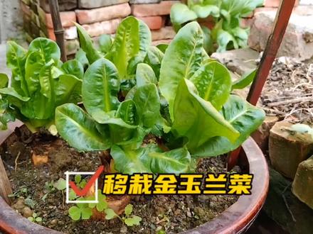 好吃的金玉兰菜种上几根,分享移栽过程,阳台花盆水培均可种植 #金玉兰菜菜根种子 #种菜 #种菜小技巧 #有机蔬菜 #盆栽 #三农 #田园生活