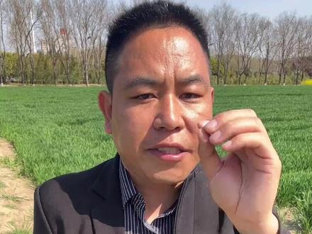 春玉米千万不能种太早 注意时间和温度#玉米 #玉米种植 #玉米管理 #玉米种子 #三农