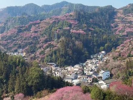 带娃自驾皖南,徒步卖花渔村,漫山梅花如雪,不负春日好风光……#安徽 #自驾游 #春节 #梅花 #带娃