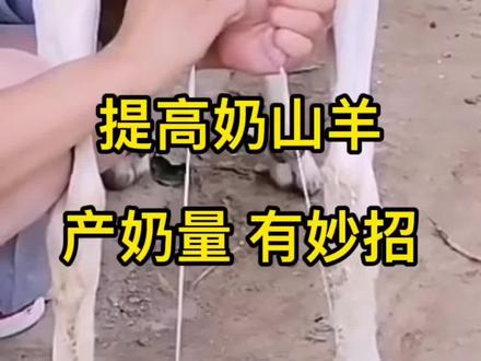 怎羊提高奶山羊产奶量。几个小妙招轻松解决#萨能奶山羊 #奶山羊 #奶山羊产奶量多