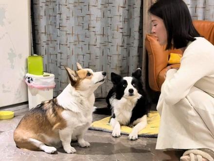 艾拉:不是看着表演的,是故意骂我的! #柯基 #边牧 #狗狗的心思都写在脸上了