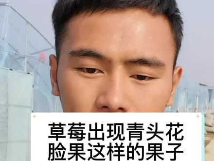 草莓出现青头花脸果这样的果子不值钱一定要重视#草莓种植#草莓技术 #青禾讲草莓