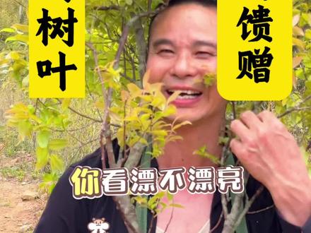 乌饭叶是南烛的叶子 他的营养价值非常高 #大自然馈赠 #乡村记忆 #春天的味道 #乌饭叶 #南烛叶