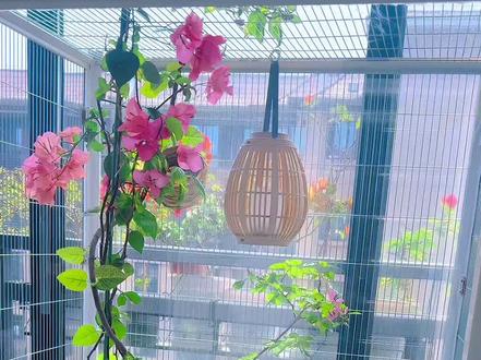 #自制生态鸟笼 今天给大家分享一下阳台生态鸟笼的制作教程🫰🏻❤️ #我的阳台小花园