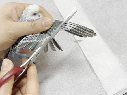 虎皮鹦鹉剪羽过程不会的可以看看#虎皮鹦鹉 #鹦鹉