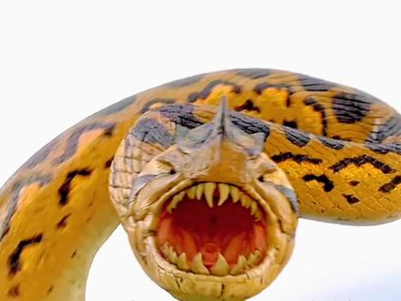 巜蛇鱼怪》两人利用蛇蛋,消灭这条害人大蛇