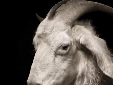 这种山羊的形怎么画?#零基础学画画 #素描 #画画 #绘画 #一起学画画