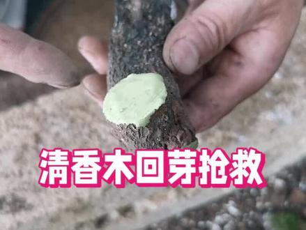清香木“回芽”?一个小方法轻松抢救,再也不用担心清栽不活了! #盆栽 #清香木