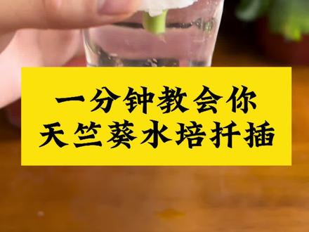 一分钟教会你,水培天竺葵