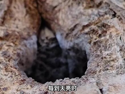 吃了可爱多的鼠鼠 #动物科普 #可爱 #西伯利亚鼯鼠 #动物的迷惑行为 #神奇动物在抖音