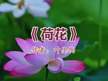 三年级下册语文第3课《荷花》课文朗读视频 运用了很多修辞手法,感情充沛#预习课本 #课文朗读 #三年级语文下册