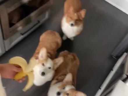 快看看他们是多喜欢吃香蕉#萌宠 #宠物 #柯基 #狗狗