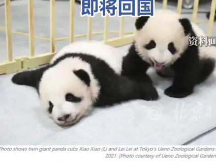 最后2只旅日大熊猫即将回国,日本马上要没有大熊猫了!