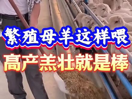 繁殖母羊这样喂,高产羔壮就是棒#养羊#养羊人#养羊技术