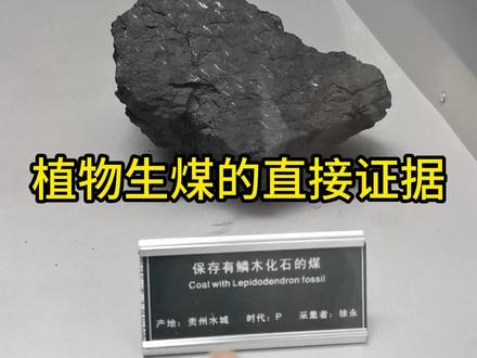 植物形成煤的直接证据#科普 #地质 #煤 #化石 #神奇的大自然