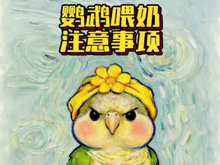 鹦鹉喂奶的注意事项! #鹦鹉 #鹦鹉小白 #鹦鹉日常 #手养鹦鹉 #训鸟高手