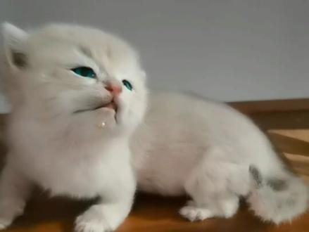 小奶猫标本#标本 #标本制作 #标本大师 #标本工艺品 #标本师