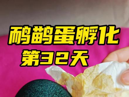 7颗鸸鹋蛋孵化已有32天,现在怎么样了?#鸸鹋蛋 #鸸鹋孵化 #鸸鹋孵化过程 #麦芽带个娃