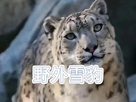 遇见雪豹不用慌! #雪豹 #野生动物