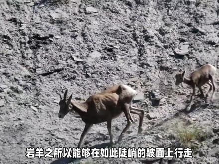 神奇岩羊:91度坡上的行走秘密!#科普一下 #野生动物零距离 #动物 #神奇动物在抖音