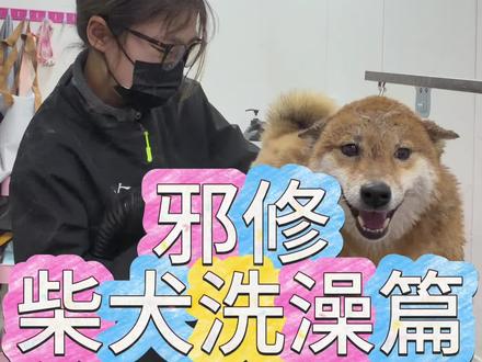 邪修,魔丸,下次在洗你的时候,我要先把你的声带拿下来,等全部弄好在装上去#柴犬 #狗 #养狗人 #萌宠 #养宠物哪有不疯的