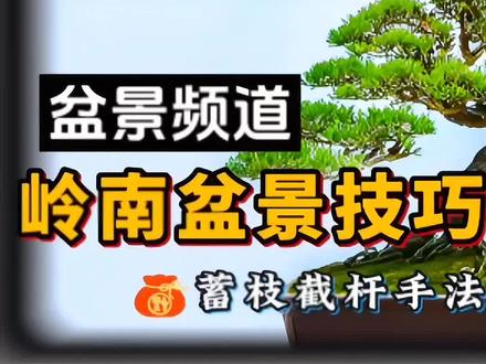 岭南盆景技巧大揭秘,蓄枝截杆手法详细教程#岭南盆景技法 #岭南盆景 #蓄枝截杆 #岭南手法 #盆景知识分享 #岭南盆景 #岭南手法 #蓄枝截干 #岭南盆景技法 #盆景知识分享