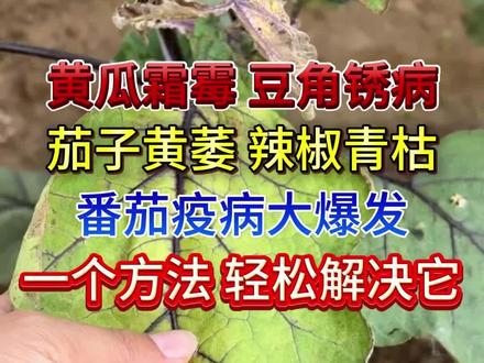 黄瓜霜霉,豆角锈病,茄子黄萎,辣椒青枯,番茄疫病大爆发。一个好方法,轻松解决。#家庭种菜#大棚种植#农业种植#瓜果蔬菜#病害防治