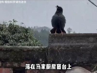 震惊众人的鹩哥转世事件:江苏18岁少女病逝,2年后投胎成鸟回到家中 #奇闻奇事 #民间故事 #人物故事 #未解之谜 #内容启发搜索