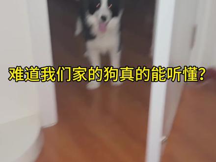 边牧真的那么聪明吗#边牧OK #创作者中心 #创作灵感 #宠物成精啦 #狗狗的日常