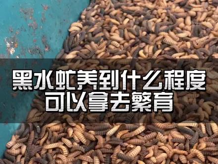 #饲料 #绿色生态农业 #养殖 #现代化农业 #每天分享养殖技术和经验
黑水虻养到什么程度可以收虫子拿去繁育